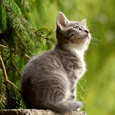 Communication Animale Chat