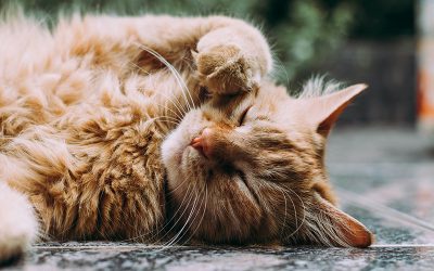 Comment communiquer avec son chat à distance ?