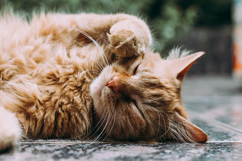 Communiquer avec son chat à distance