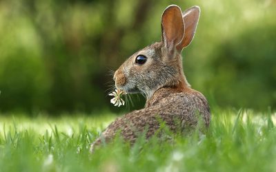 Pourquoi comprendre son animal ?