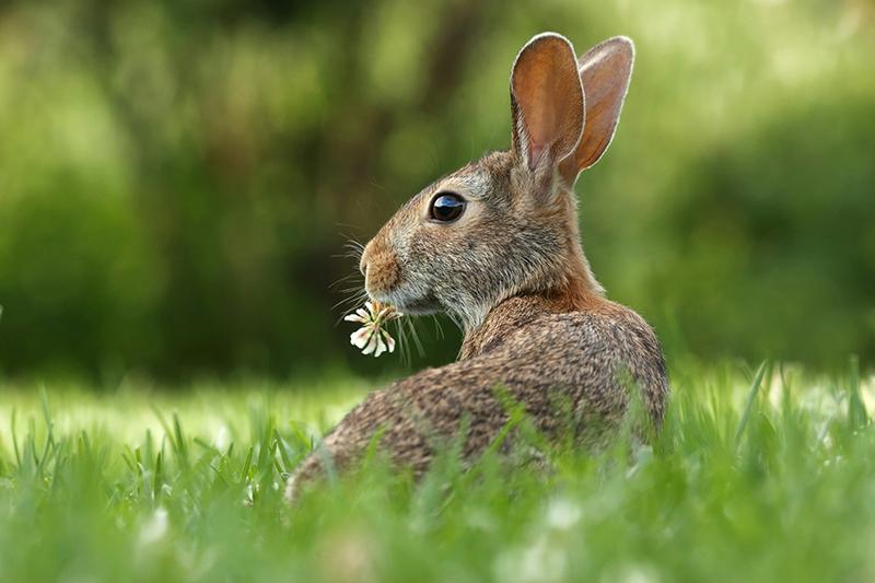 Pourquoi faire de la communication animale à Rennes