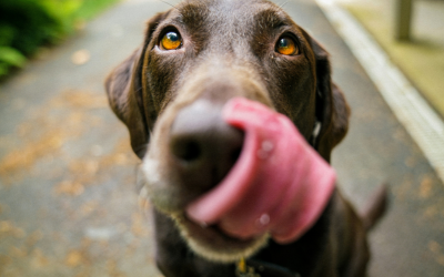 Les chiens et leur capacité à lire les émotions humaines : Qu’en disent les scientifiques ?