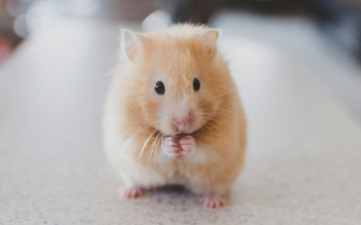 L’impact des traumatismes passés sur le comportement des animaux et comment y remédier ?