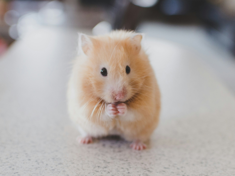 traumatisme animaux Bretagne