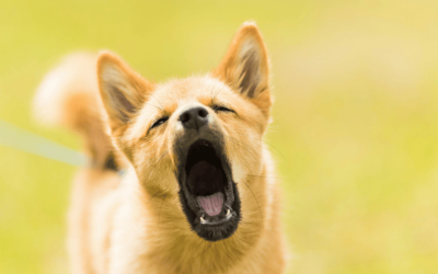 Mon animal a un comportement étrange : quand consulter une communicatrice animale ?
