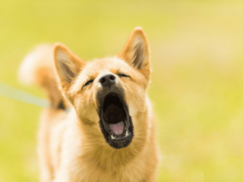 Comportement chien et communication animale