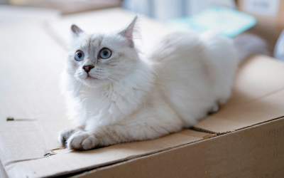 Préparer son animal à un déménagement : que lui dire, comment l’aider ?
