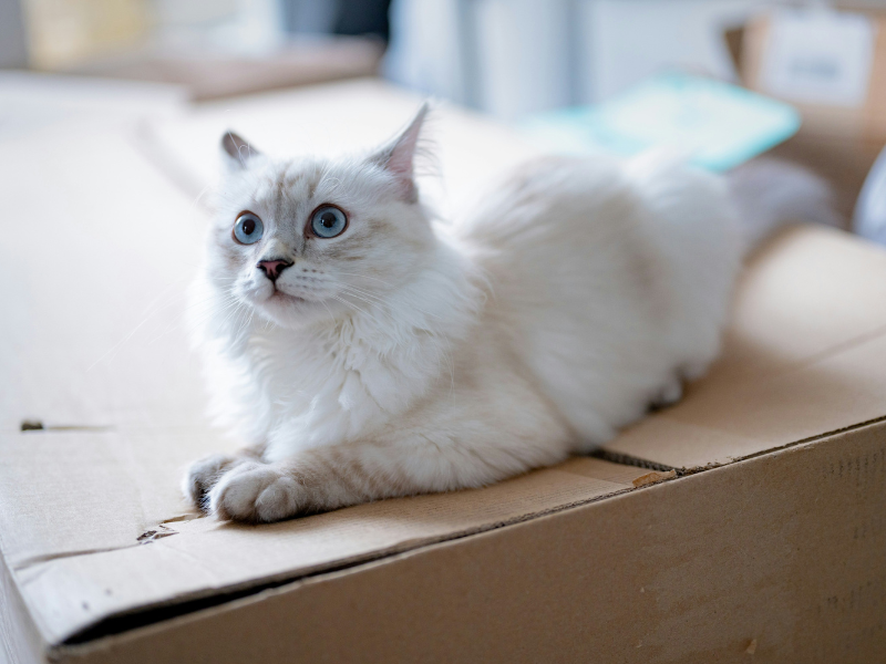animal et déménagement