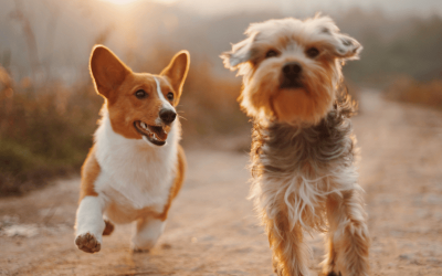 Pourquoi communiquer avec un chien avant de l’adopter est essentiel ? 