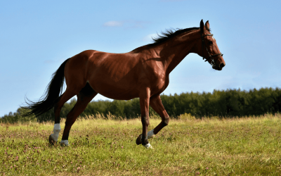Comment accompagner mon animal dans sa maladie ?