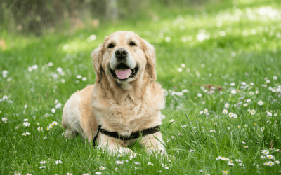 Comment communiquer avec son chien décédé ?