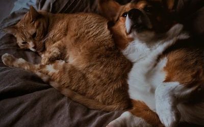 Un animal peut-il choisir de partir ?