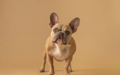 L’animal peut-il donner son avis avant un soin ?