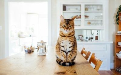 Quand l’animal devient messager : ce qu’il souhaite dire à son gardien