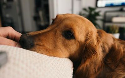 Freud et son chien en thérapie : une pratique ancienne qui résonne encore aujourd’hui