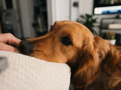 Freud et son chien en thérapie : une pratique ancienne qui résonne encore aujourd’hui