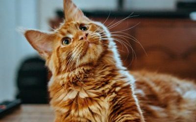 EMDR et communication animale : comment ces deux approches se complètent pour le bien-être de votre animal