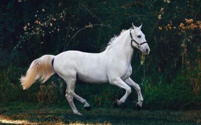 Comment l’EMDR animal peut renforcer la relation entre votre compagnon à 4 pattes et vous