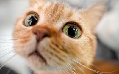 Communication animale : quelles questions peut-on poser à son animal ?