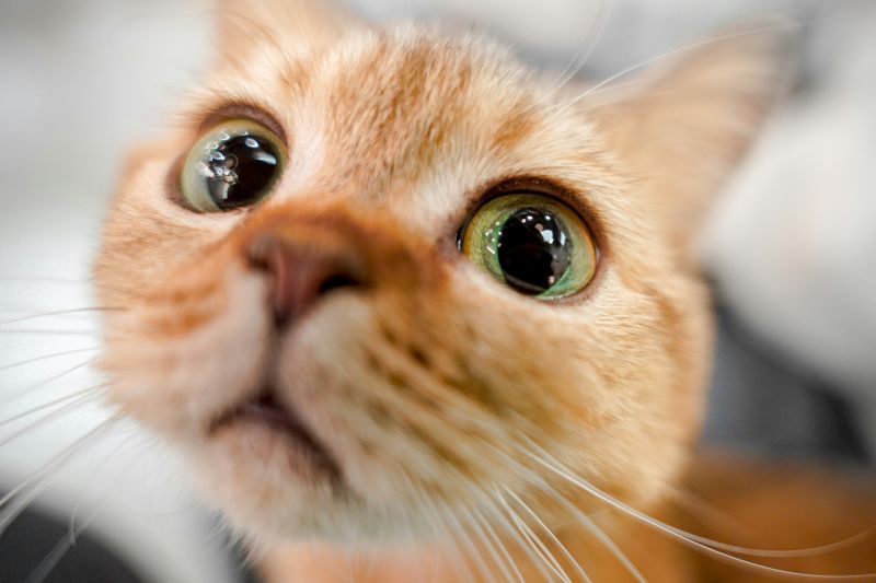 Communication animale : quelles questions peut-on poser à son animal ?