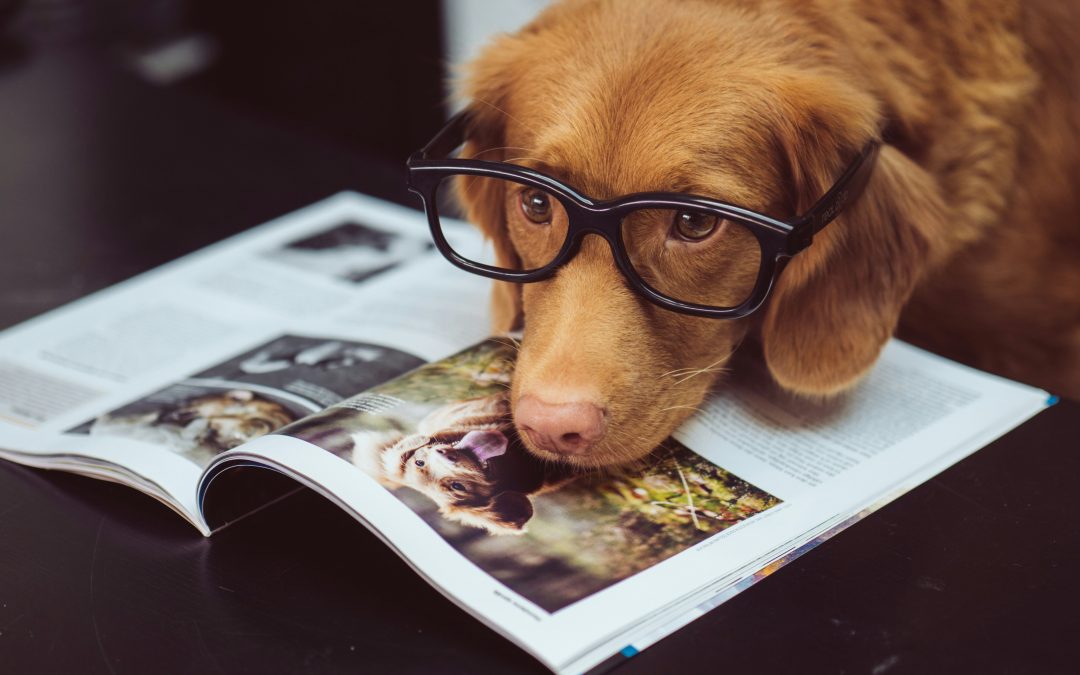8 capacités étonnantes du chien que la science nous aide à comprendre